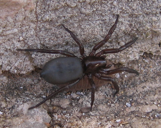 Trachyzelotes sp.