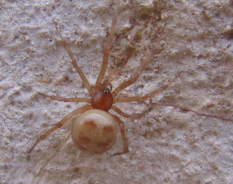 Steatoda triangulosa