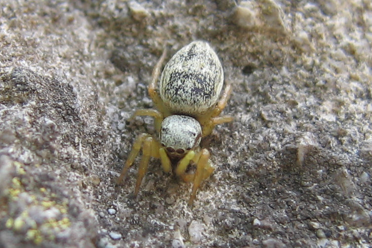 Icius sp. e Heliophanus cfr. equester, femmina