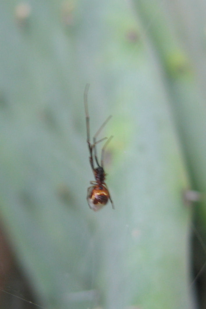 Argyrodes gibbosus