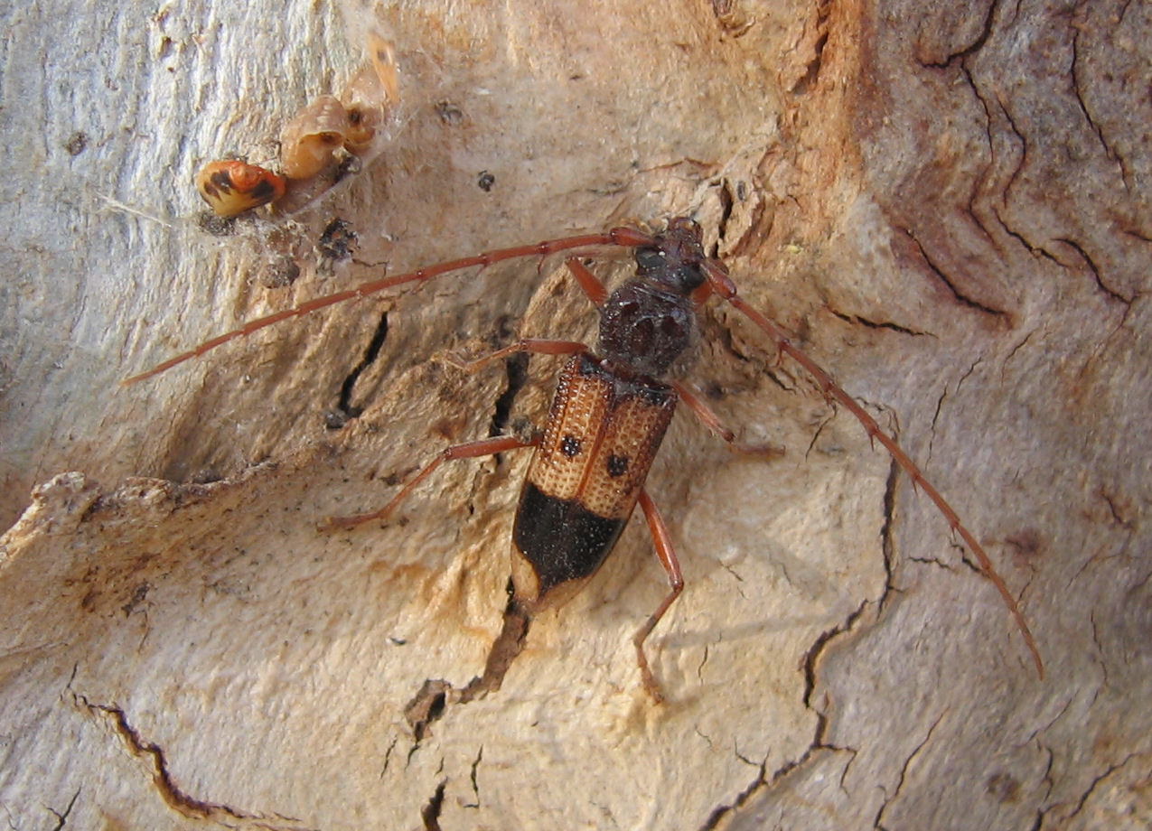 Phoracantha recurva, prima segnalazione per la Sicilia