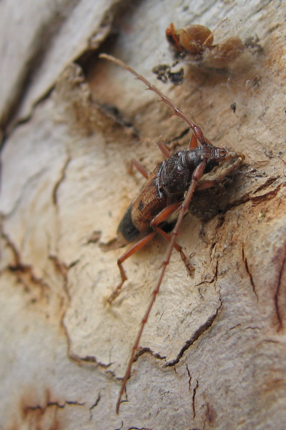 Phoracantha recurva, prima segnalazione per la Sicilia