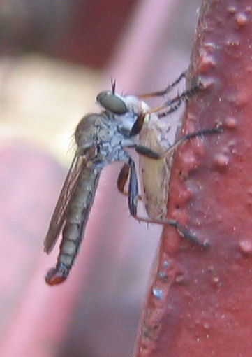 Asilidae