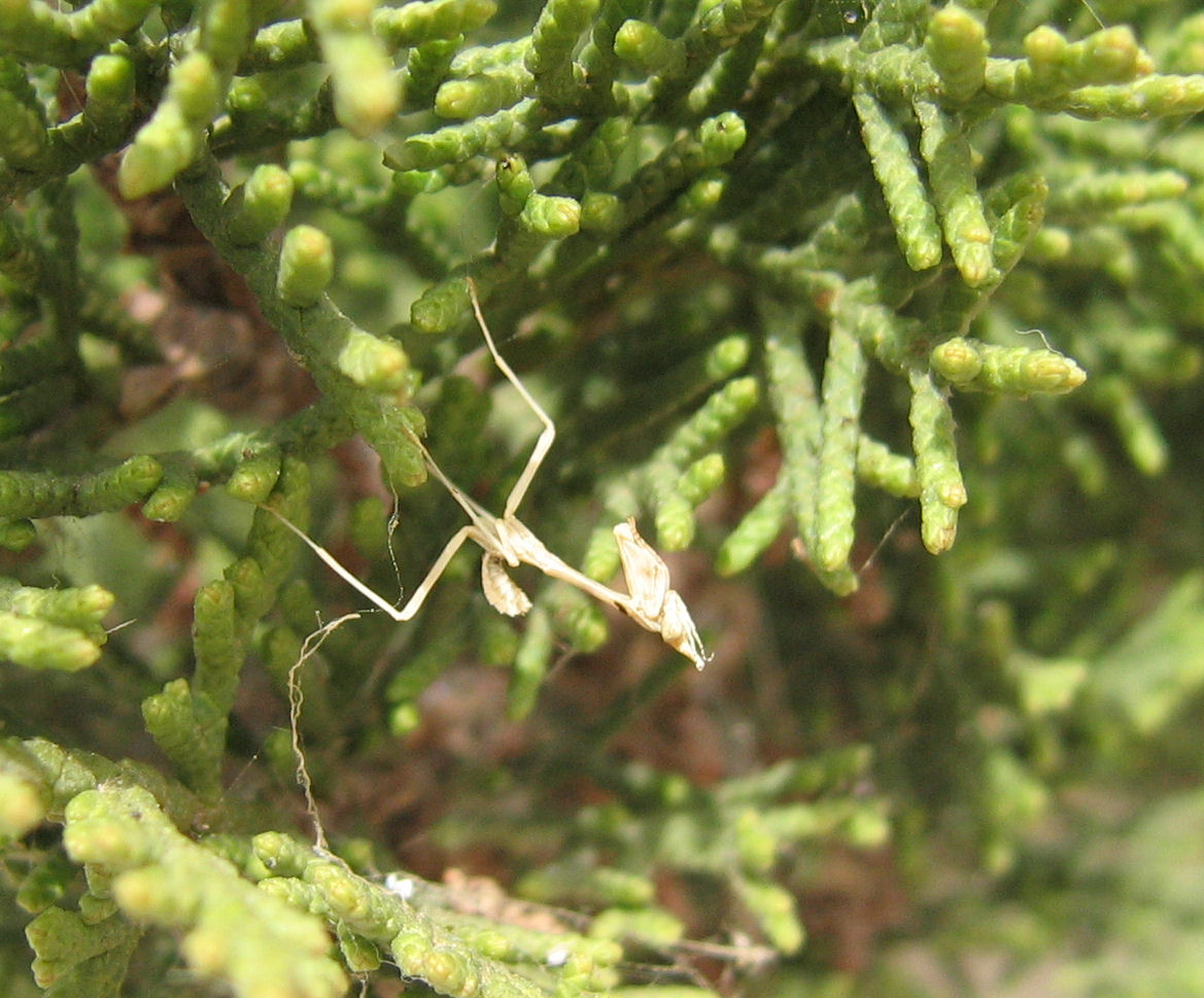 storia di una Empusa pennata