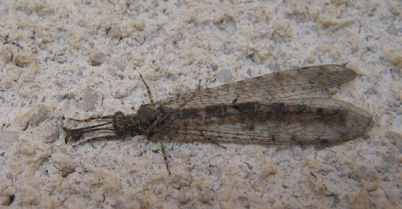 Macronemurus appendiculatus e Distoleon tetragrammicus