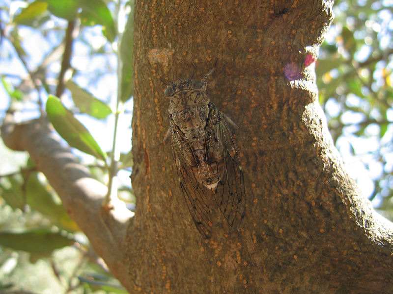 non sparate sul pianista.....Cicada orni