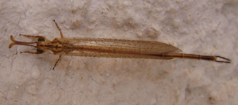 Macronemurus appendiculatus e Distoleon tetragrammicus