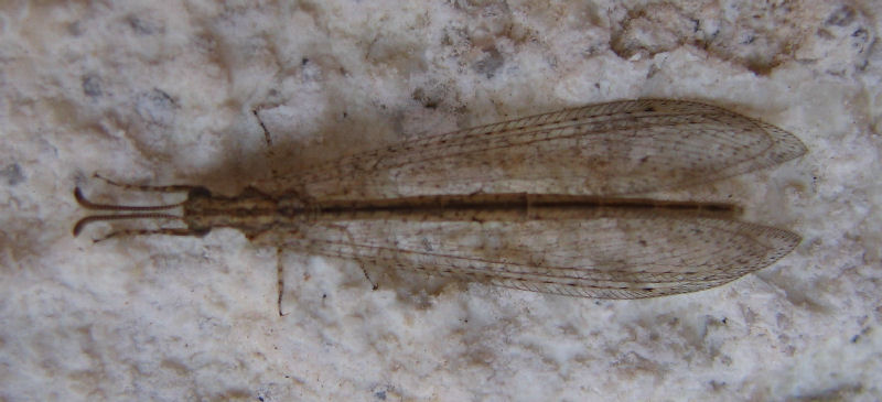 Macronemurus appendiculatus e Distoleon tetragrammicus