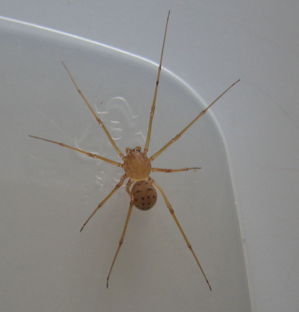 Invasione di Scytodes sp. - Trapani