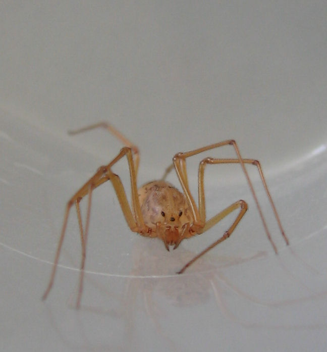 Invasione di Scytodes sp. - Trapani