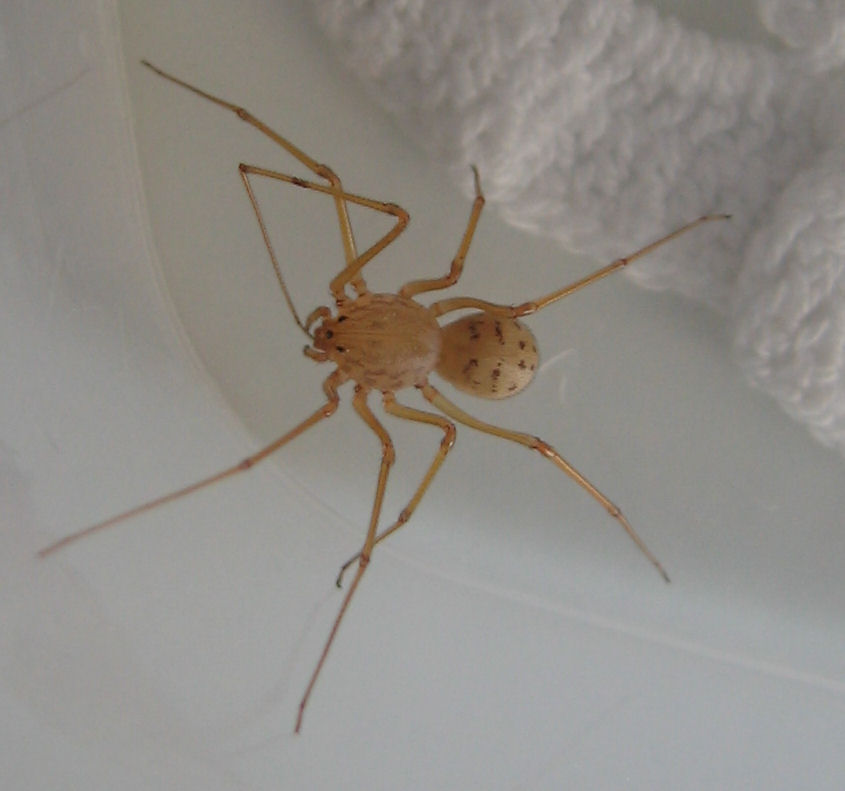Invasione di Scytodes sp. - Trapani