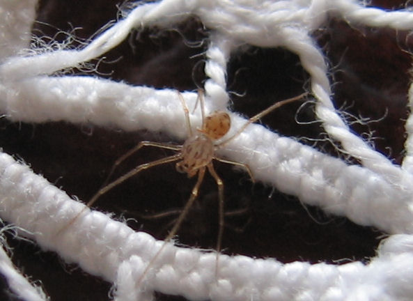 Invasione di Scytodes sp. - Trapani