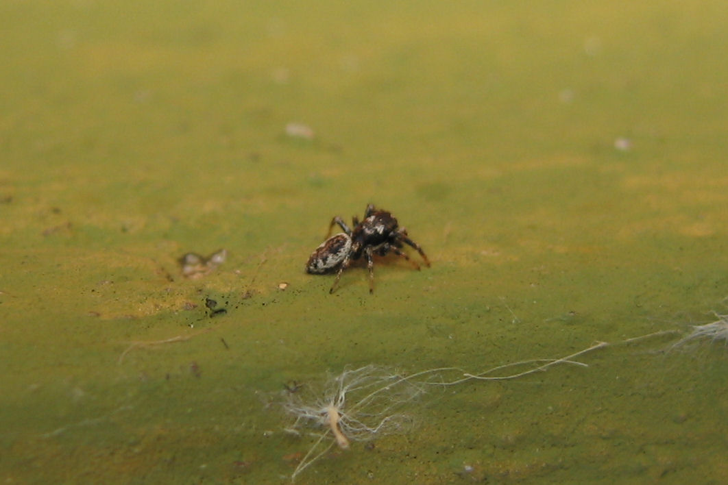 salticidae & company