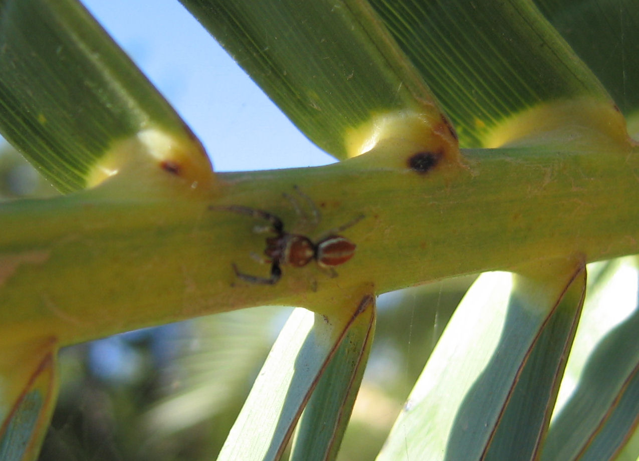 salticidae & company