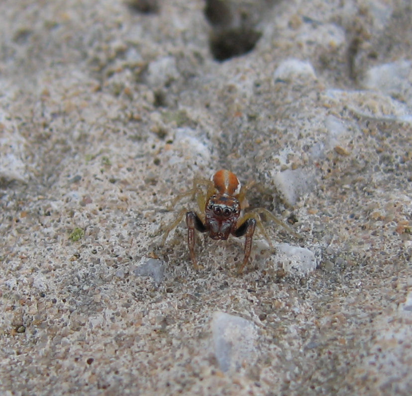 salticidae & company