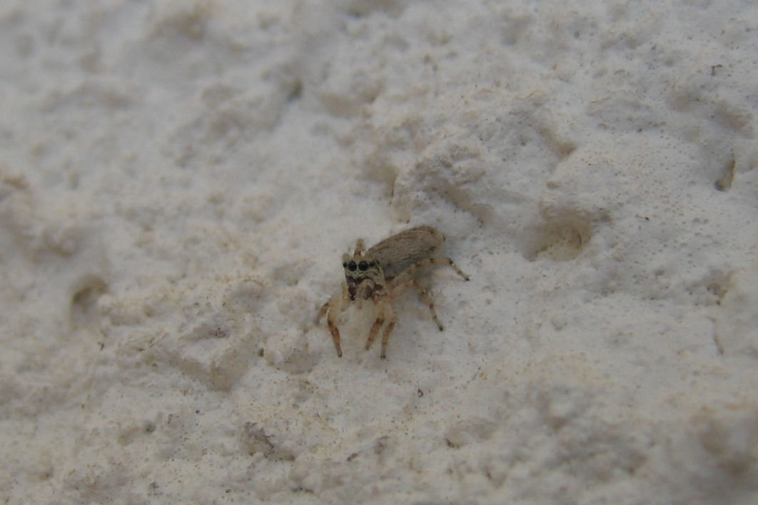 salticidae & company