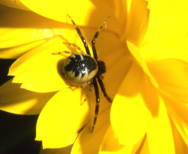 salticidae & company