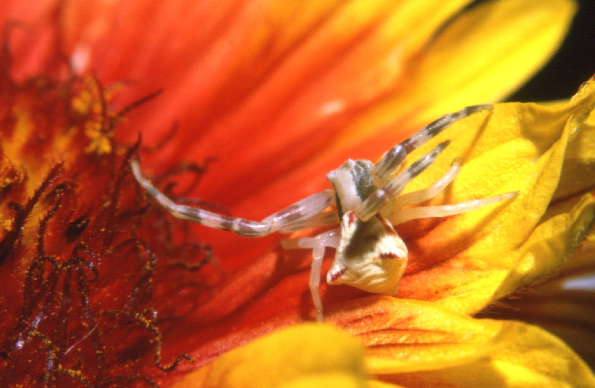 salticidae & company