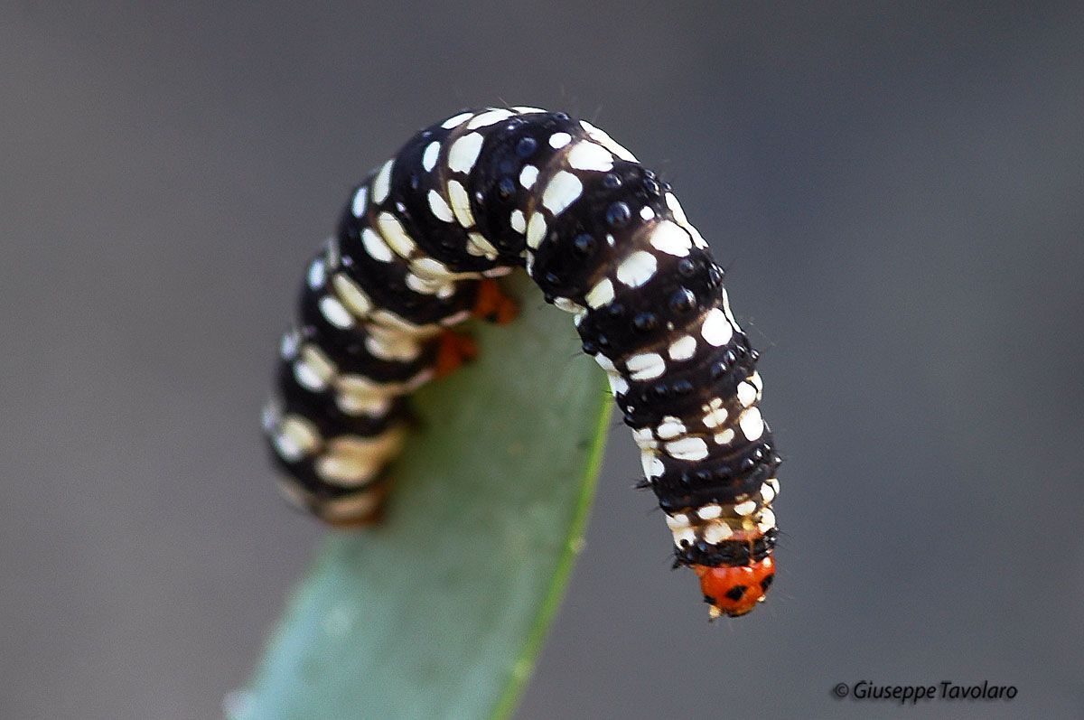 Bruco di Brithys crini (Lepidoptera, Noctuidae)