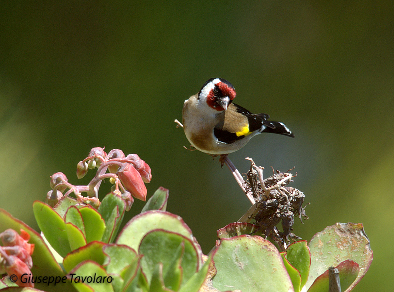 Cardellino (Carduelis carduelis).