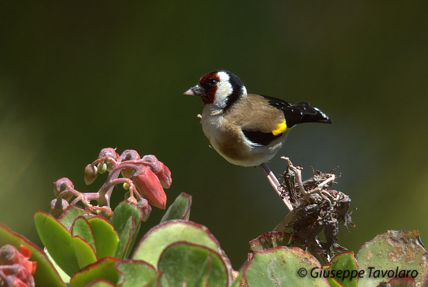 Cardellino (Carduelis carduelis).