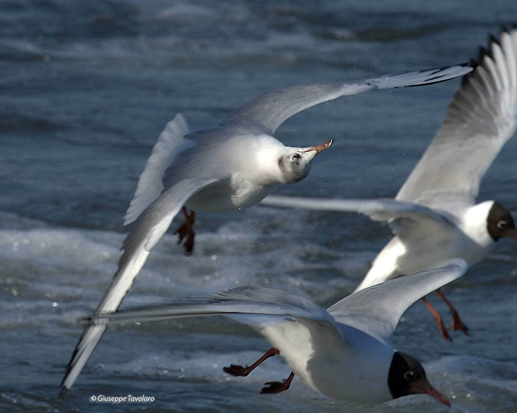 Acrobazie in volo.