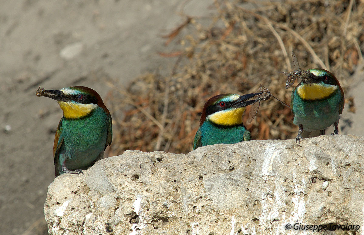 Gruccioni a Vulci. Merops apiaster