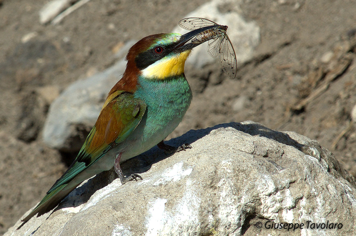 Gruccioni a Vulci. Merops apiaster