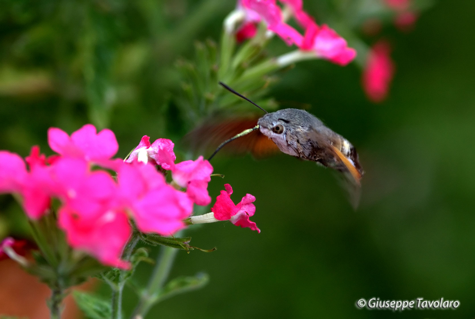 Sfinge uccello mosca (Macroglossum stellatarum)