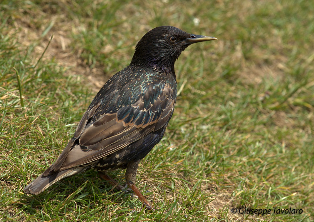 atterraggio di Storno Sturnus vulgaris carrellata d''immagini