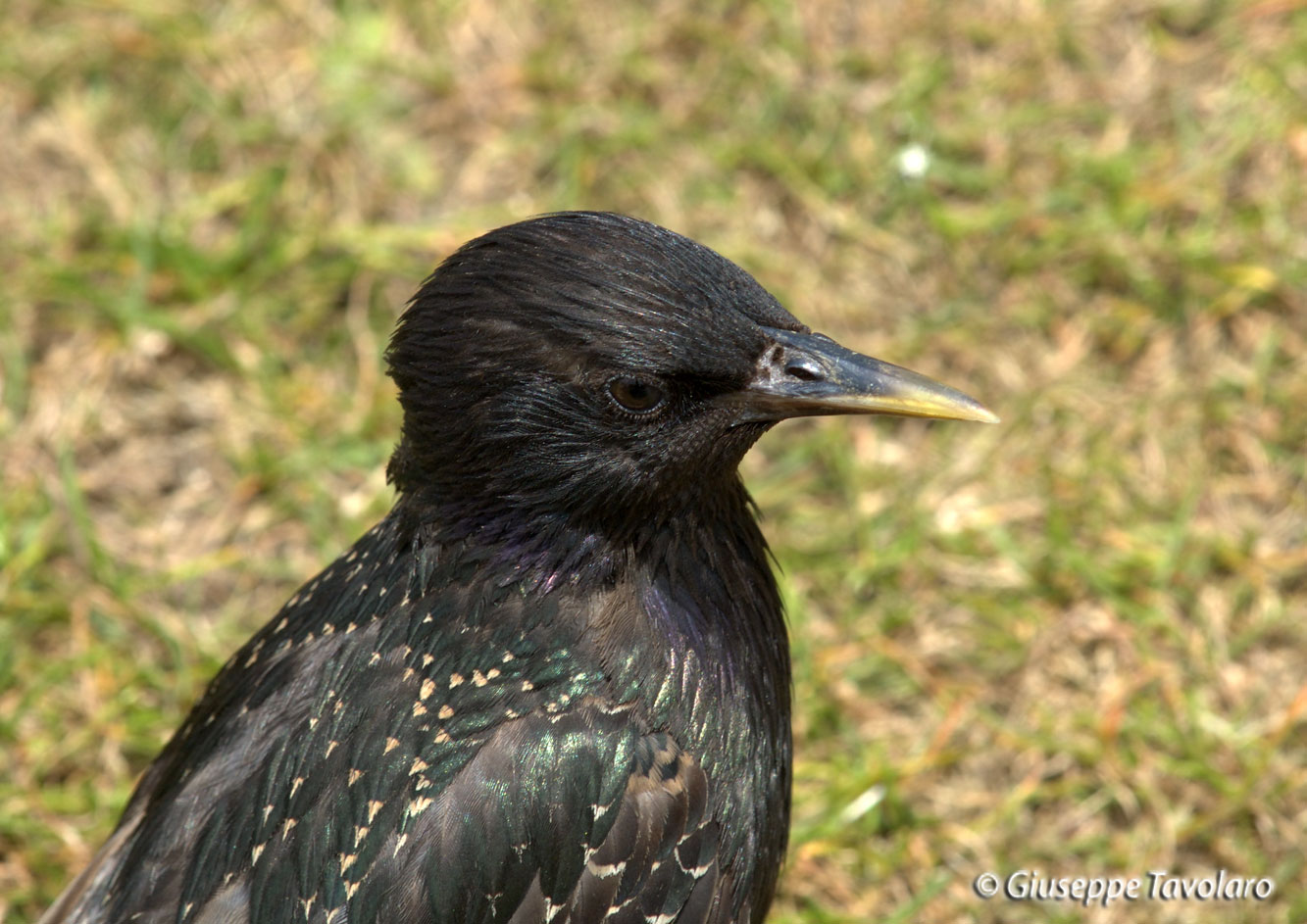 atterraggio di Storno Sturnus vulgaris carrellata d''immagini