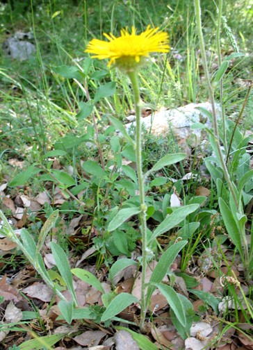 Pentanema montanum (=Inula montana) / Enula montana