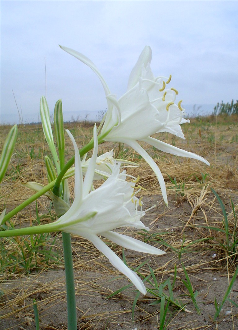 Pancratium maritimum / Giglio di mare, Pancrazio