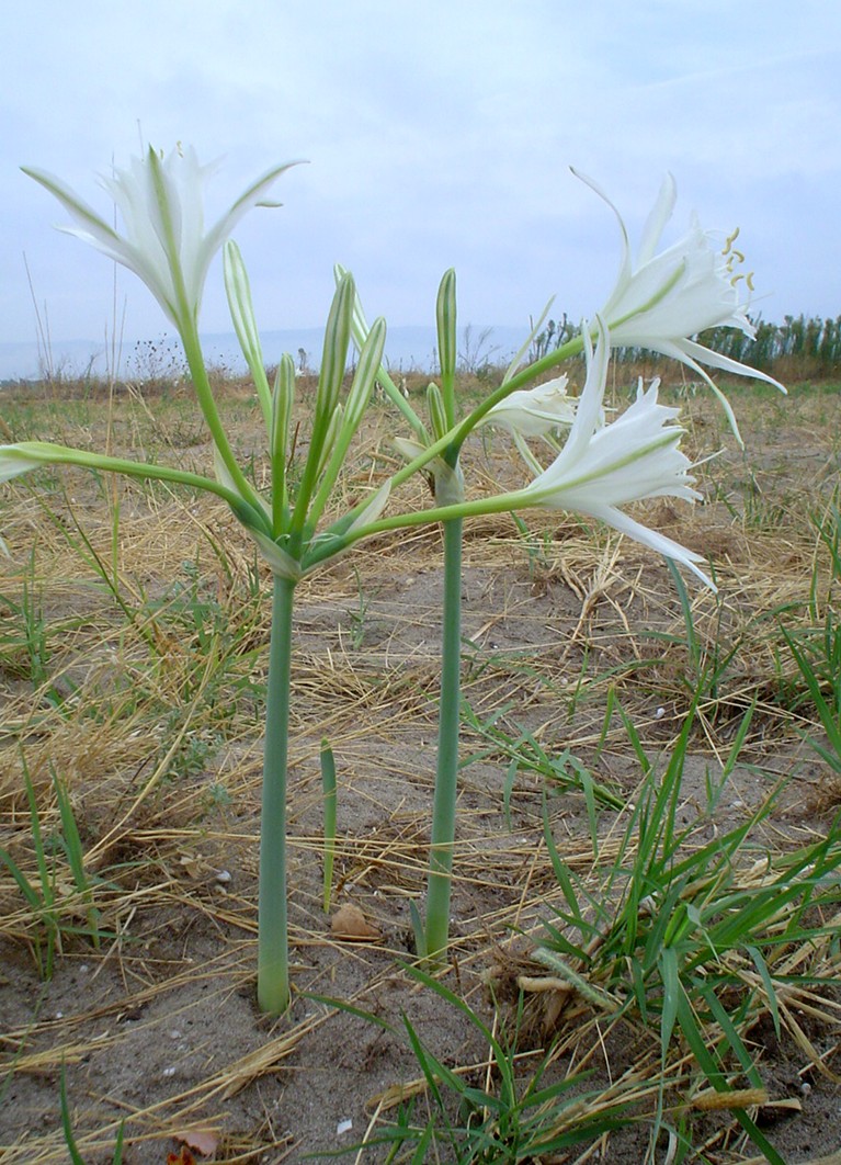 Pancratium maritimum / Giglio di mare, Pancrazio
