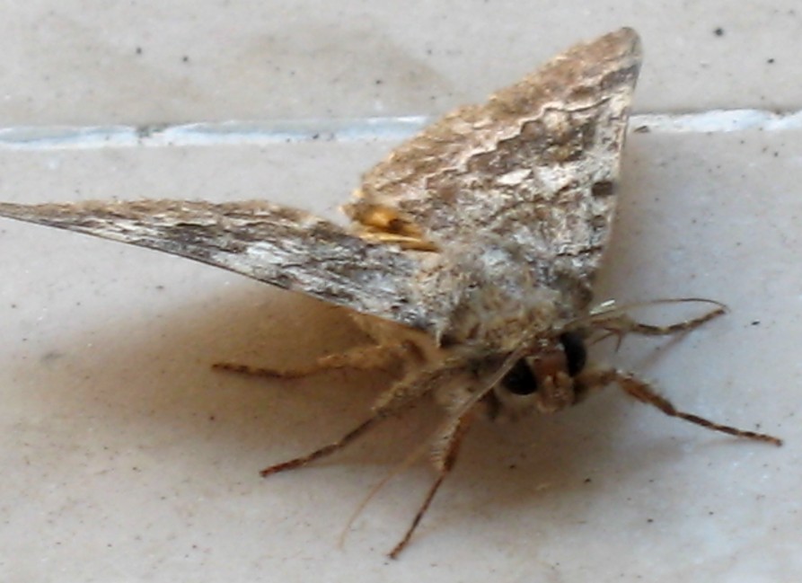 oggi sulla veranda di casa Catocala nymphaea