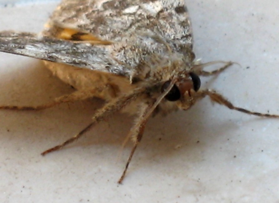 oggi sulla veranda di casa Catocala nymphaea