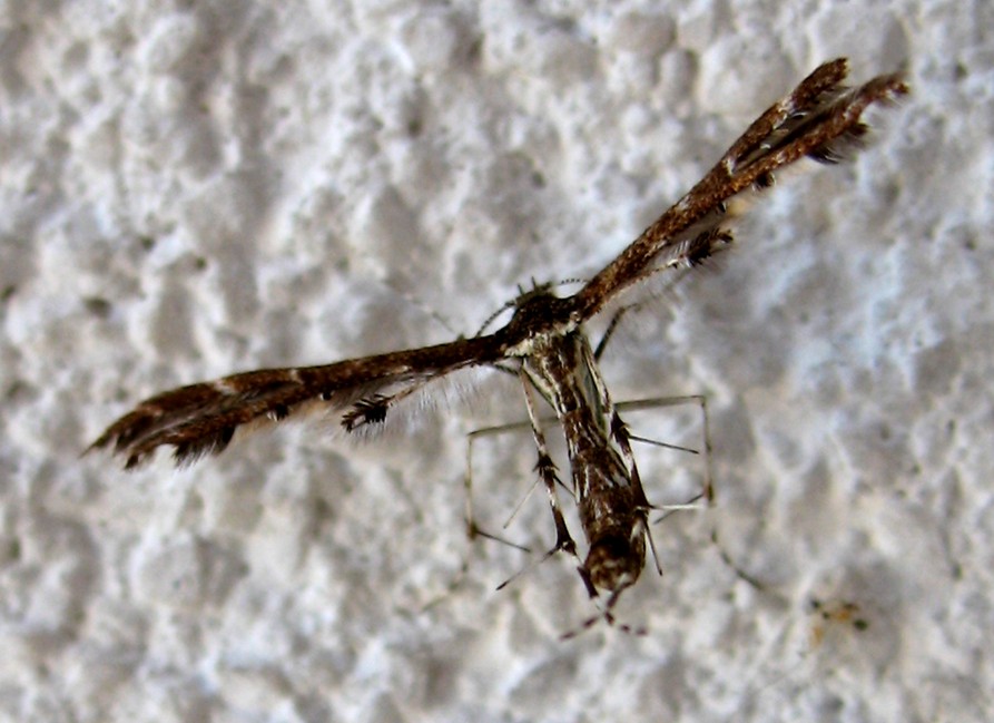 Pterophoridae