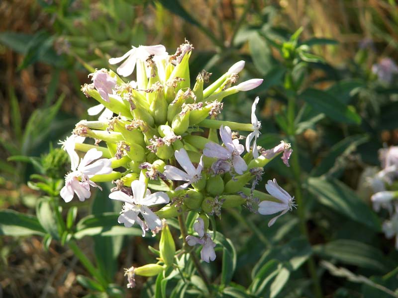 Saponaria officinalis / Saponaria comune