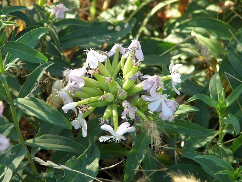 Saponaria officinalis / Saponaria comune