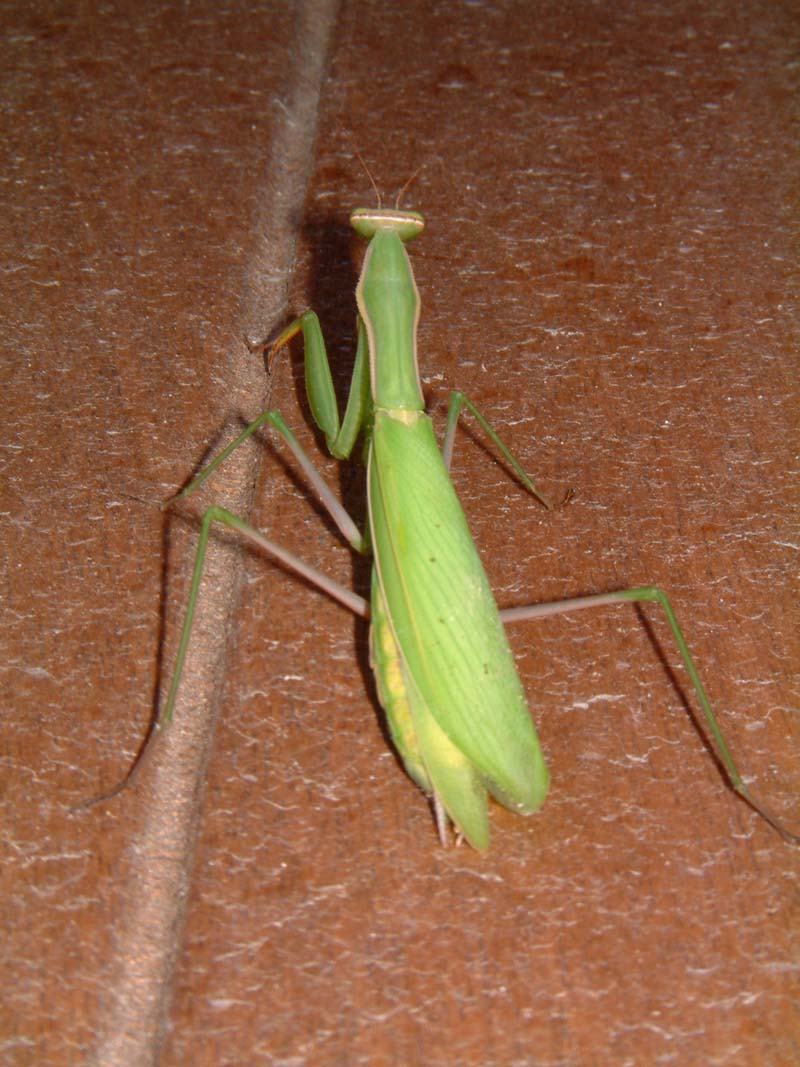 Mantide religiosa