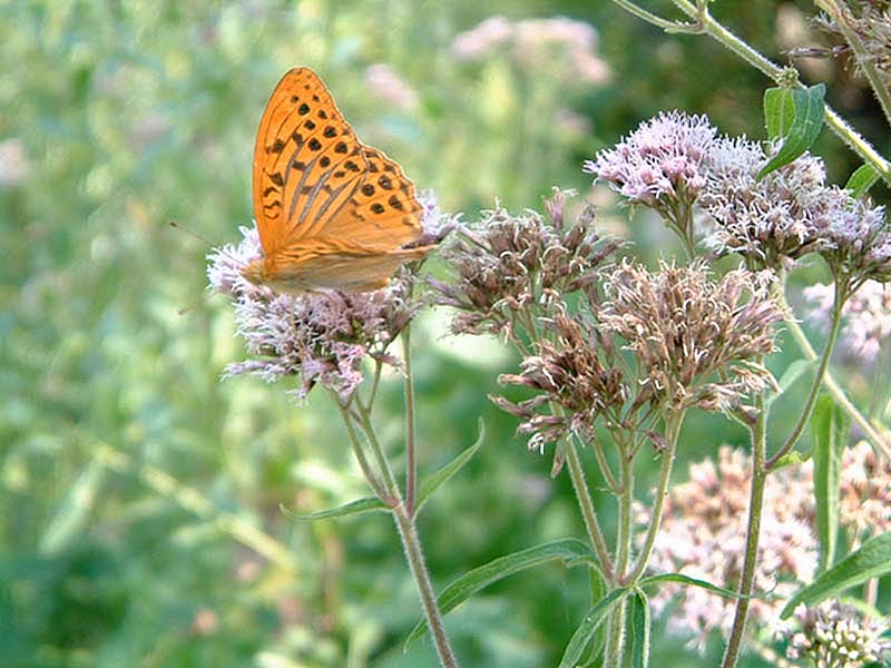 Argynnis paphia