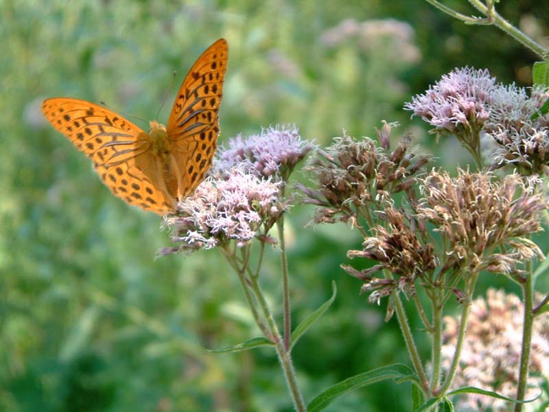 Argynnis paphia