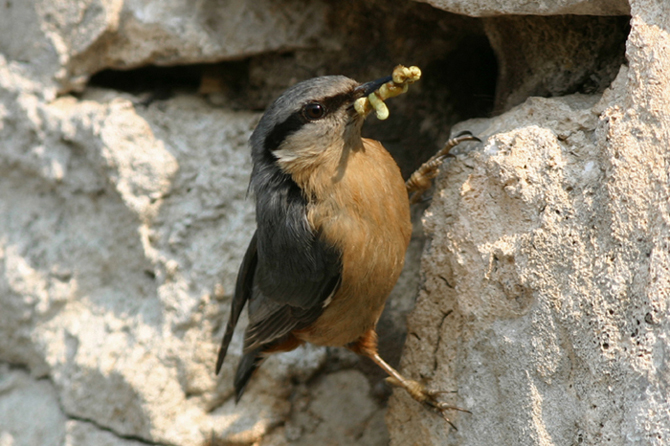 Picchio muratore - Sitta europaea
