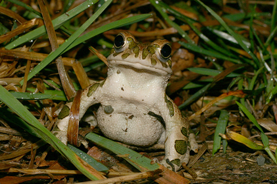 Rospo smeraldino Bufotes viridis...sorpreso