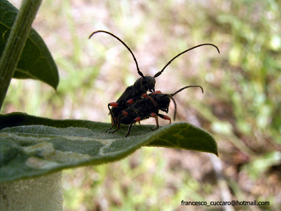 Accoppiamento di Phytoecia rufipes (Cerambycidae)