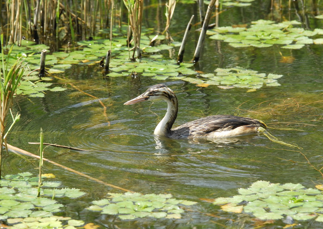 Lago di Kastoria...aiuto..identificazione....
