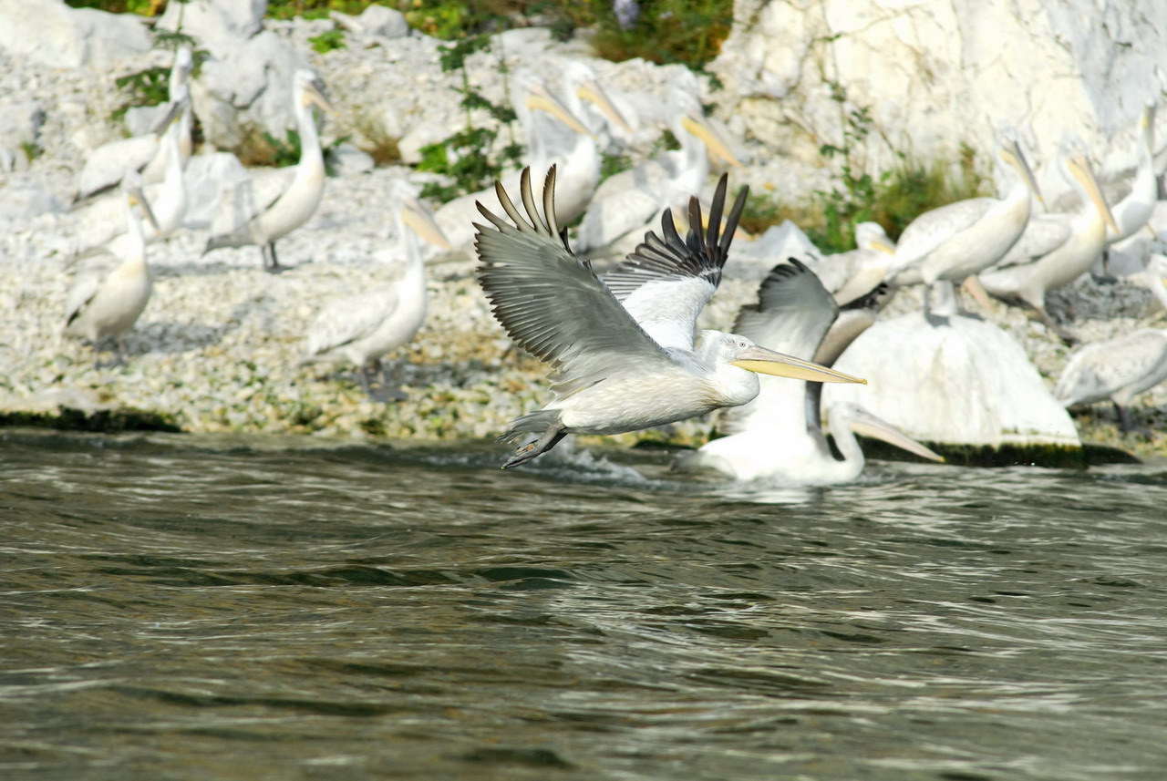 Pellicano riccio Pelecanus crispus