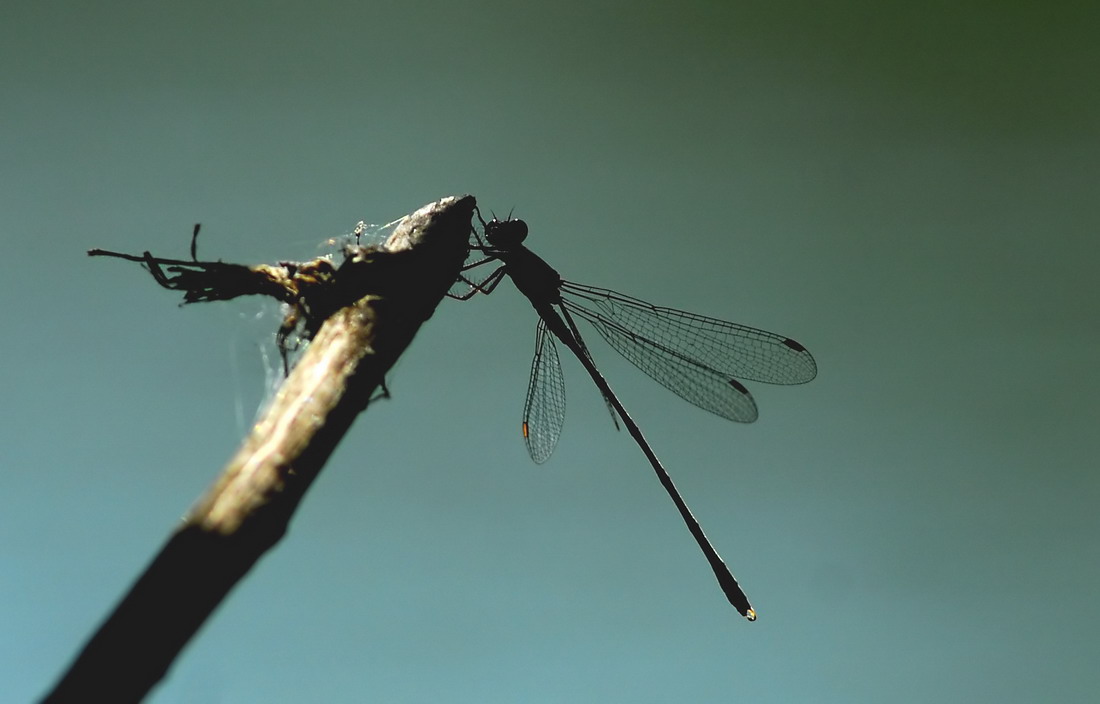 Chalcolestes cfr. viridis