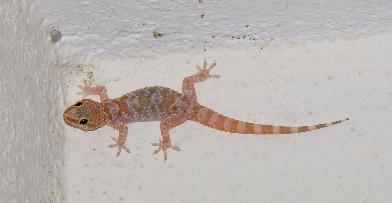 Hemidactylus turcicus in Grecia...