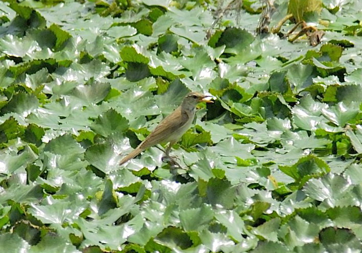 Lago di Kastoria...aiuto..identificazione....